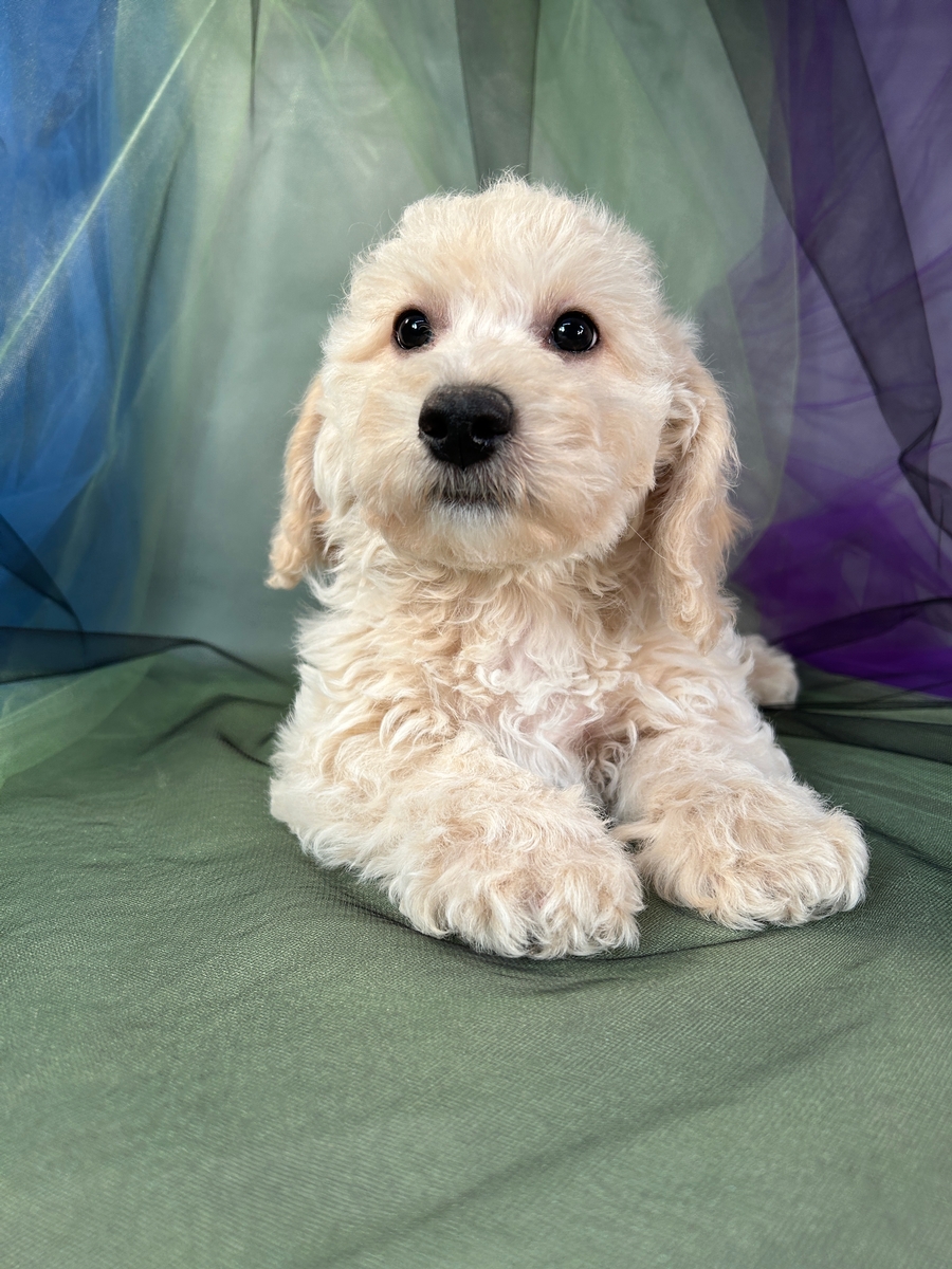 Male Bichon Poodle Puppy for Sale DOB 1-6-2024 $700